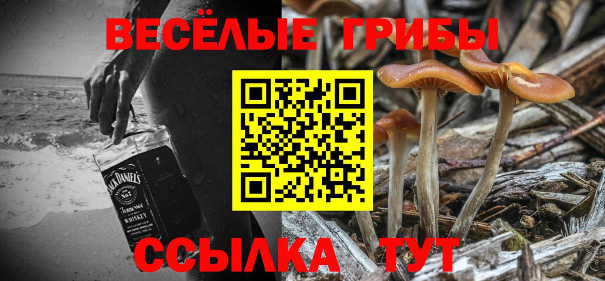 Междуреченск  Галлюциногенные грибы Psilocybine cubensis  Вход с VPN 